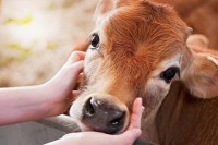 /album/vegana-per-amore-/a41-jpg/