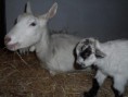 /album/animali-che-passione-/a11661-422348557852863-1853987106-n-jpg/