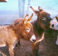 /album/animali-che-passione-/a63239-10200611980972140-1476764430-n-jpg/