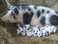 /album/animali-che-passione-/a47984-361533573966858-632086228-n-jpg/